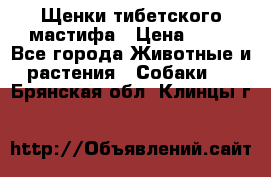 Щенки тибетского мастифа › Цена ­ 80 - Все города Животные и растения » Собаки   . Брянская обл.,Клинцы г.